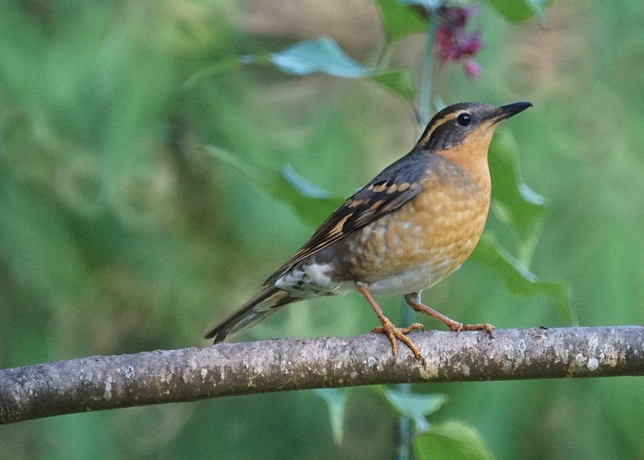 1280px Varied Thrush 15676412769