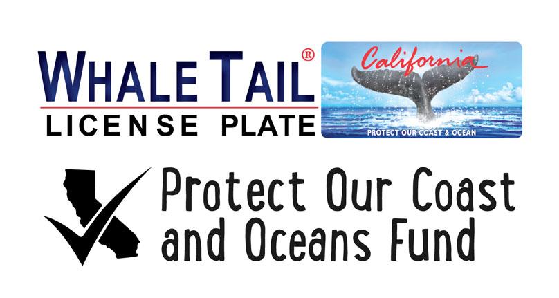 WT POCO logo withCCC no outline