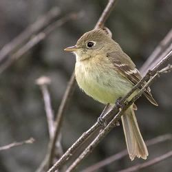 Pacific slope Flycatcher 40240
