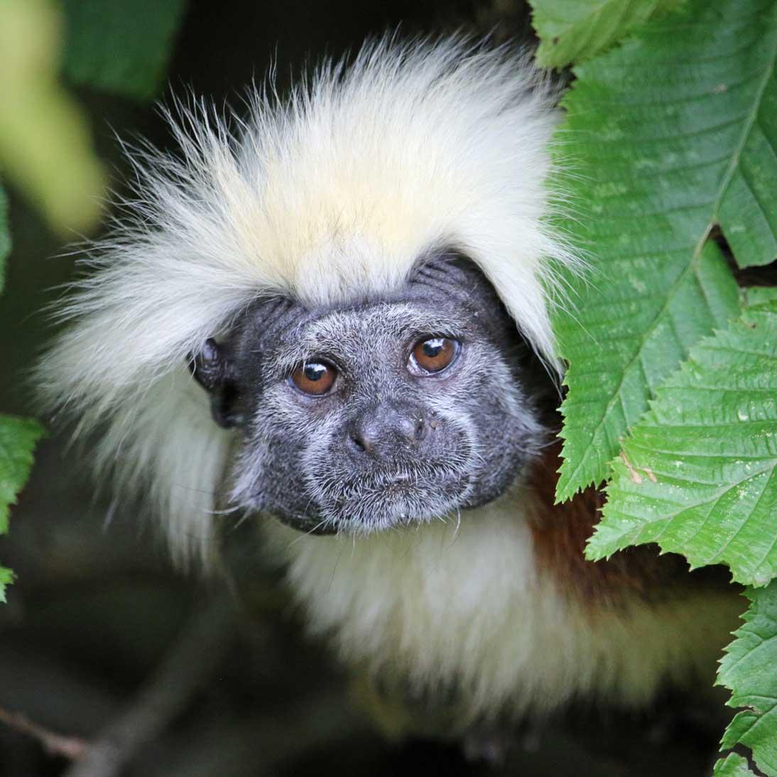 Tamarin