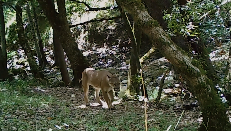 Mountain Lion CritterCam
