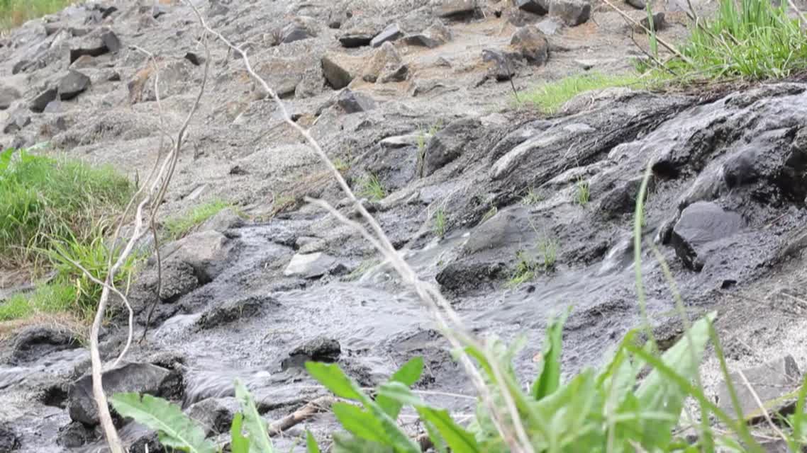 Save Your Creeks and Your Plants