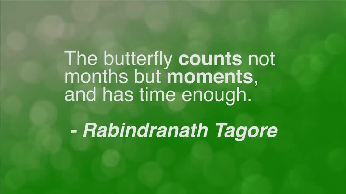 The butterlfy counts not