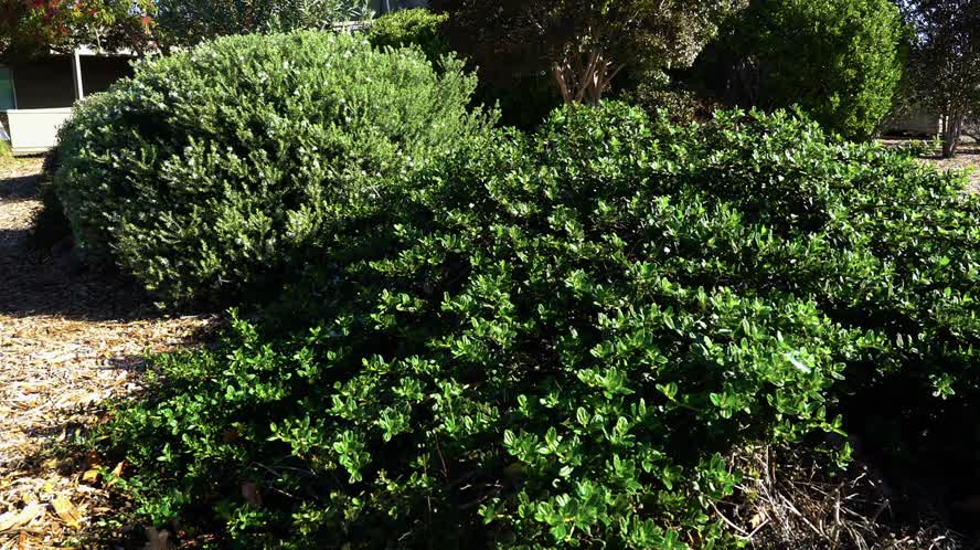 Water Conservation PSA: "Irrigation Tips"