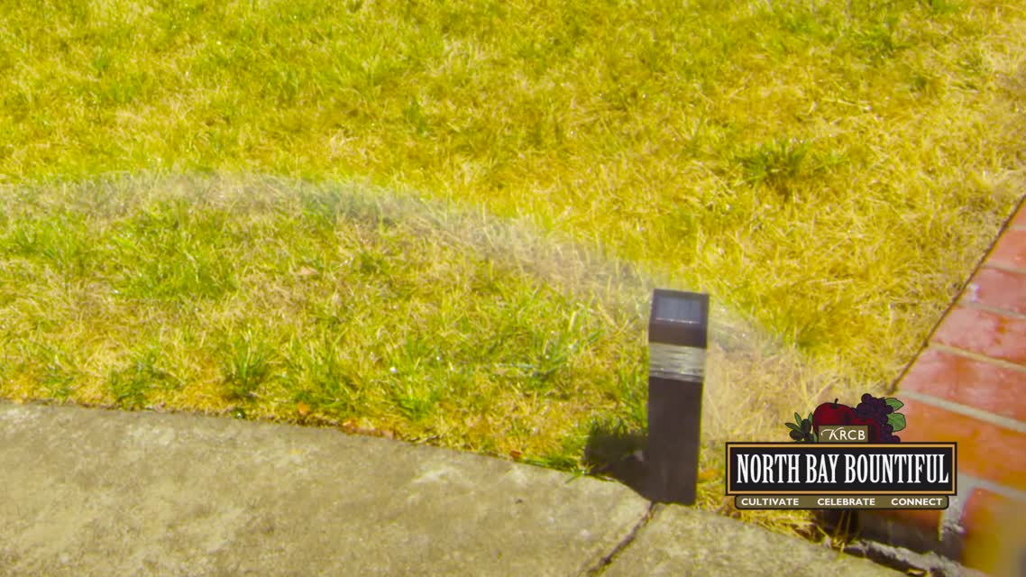 Drought Gardening Tips: Best time to Water