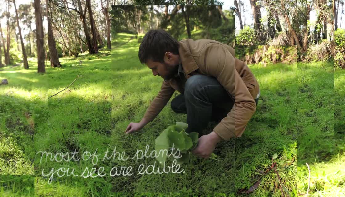 Lexicon of Sustainability - Forage